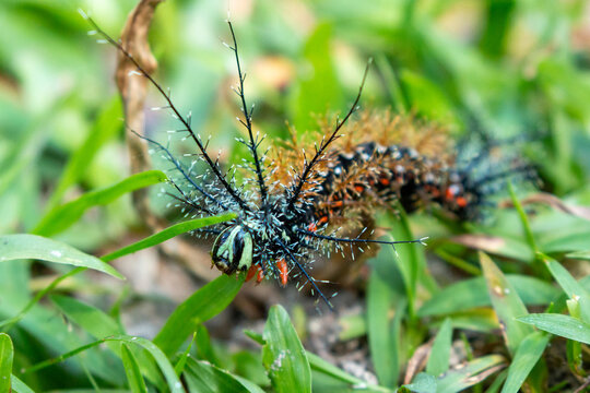 lonomia caterpillar in chapare region of bolivia