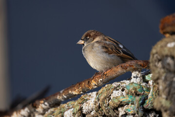 Male Sparrow perched on a Lobster Pot