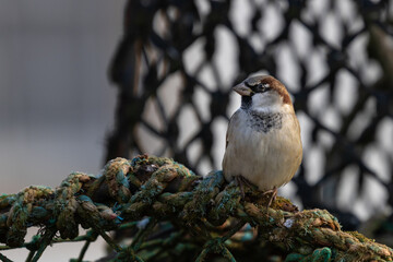 Male Sparrow perched on a Lobster Pot
