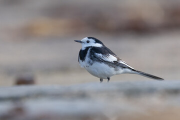 Naklejka premium Pied wagtail