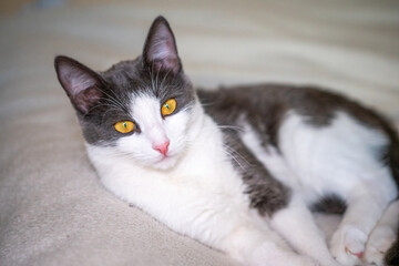 Cat White Grey Bed - A close-up of a grey and white cat lying on a bed, looking up with bright yellow eyes.