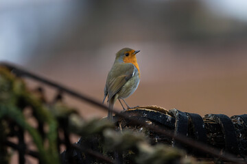Robin Redbreast perched on a Lobster Pot