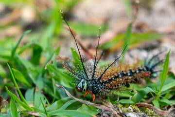 lonomia caterpillar in chapare region of bolivia