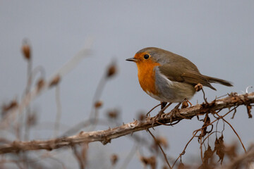 Robin Redbreast perched on a branch
