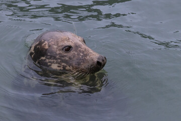 Obraz premium Harbour Seal in the Sea, Pittenweem, Scotland 