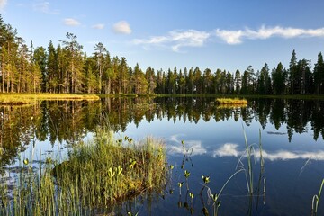 Serene lake surrounded by lush pine forests. The calm water reflects the blue sky and fluffy clouds