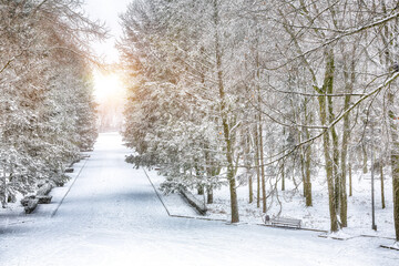 Fototapeta premium Stunning landscape with snow-covered trees and Christmas trees in the city park.