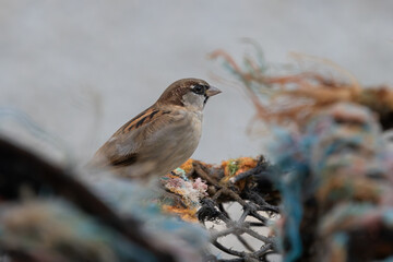Male Sparrow perched on a Lobster Pot