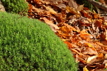 Frauenhaarmoos ( Polytrichaceae) mit Tautropfen