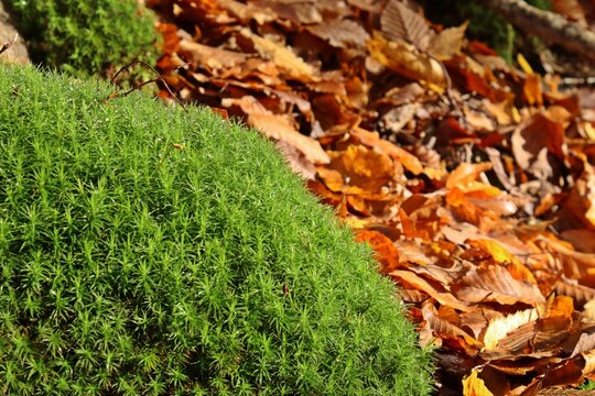 Frauenhaarmoos ( Polytrichaceae) mit Tautropfen