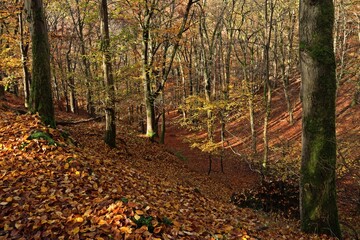 Die Daudenbergroute im Nationalpark Kellerwald im Herbst