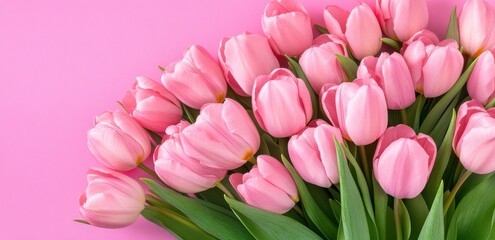 Obraz premium Pink Tulips on Pink Background in Flat Lay Top View, Featuring Space for Text, Ideal for Happy Mother?s Day or Women?s Day Celebration