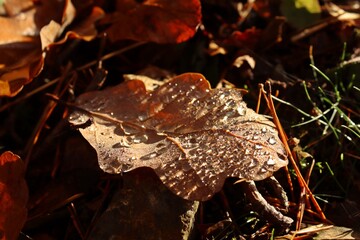 Herbstlaub der Traubeneiche (Quercus petraea) mit Tautropfen