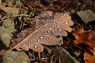 Herbstlaub der Traubeneiche (Quercus petraea) mit Tautropfen