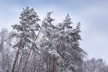 fir trees covered with snow and frost, view on the background of the sky, winter forest