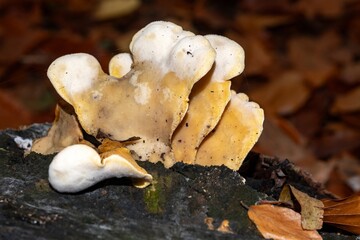 Yellowing chicken of the woods mushrooms growing on fallen log in autumn forest