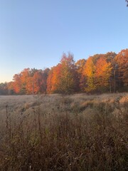 Obraz premium autumn in the forest