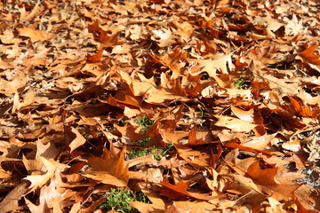 Herbstlaub bedeckt den Waldboden