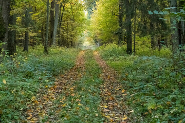 A path in the Białowieża Forest, with an autumn atmosphere