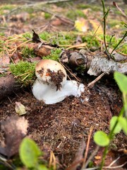 Obraz premium Mushroom in the forest