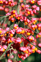 Gewöhnlicher Spindelstrauch