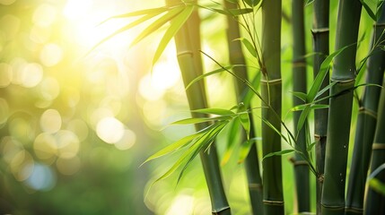 Bamboo stalks with sunlight filtering through, creating an enchanting and tranquil scene