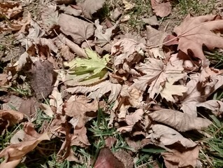 dry leaves