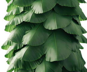 Naklejka premium Green banana leaves stacked on a white background, centered and well-lit from the front. PNG transparent.