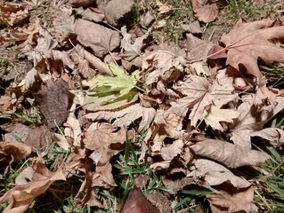 dry leaves