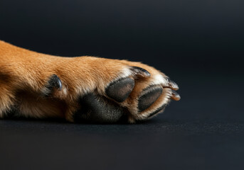 Close-up of a dog's paw resting on a dark surface, highlighting fur texture and paw pads in detailed view
