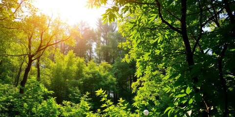 Obraz premium A lush green forest with sunlight filtering through the trees, creating a peaceful and serene natural background, vibrant, landscape