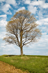 Maple tree on the agricultural hillside near Juneau, Wisconsin