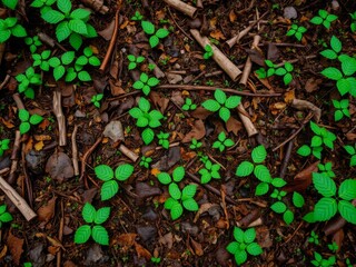 A close-up shot of vibrant green moss covering a rocky surface in a dense forest, forest floor, woodland