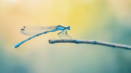 close up of a dragonfly on branch