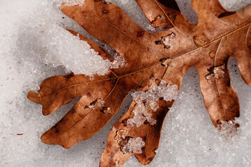 Oak leaf in late winter melting snow  within the Pike Lake Unit, Kettle Moraine State Forest, Hartford,