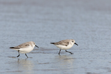 Sanderlings (Calidris alba) on the beach on Juist, East Frisian Islands, Germany, in spring.