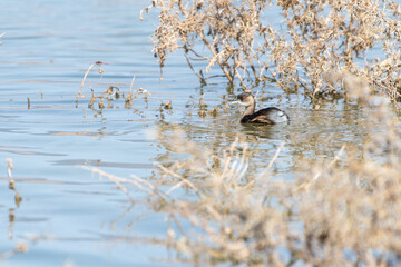 Little Grebe (Tachybaptus ruficollis) swimming