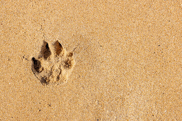 A paw print on a dog friendly beach, on a sunny day
