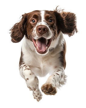 Happy English Springer Spaniel dog  running towards, photography for advertising, packaging, promo, product presentation, veterinary services, grooming, poster design, on transparent background PNG