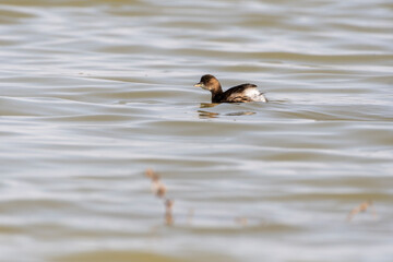 Little Grebe (Tachybaptus ruficollis) swimming