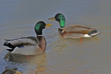 Canards en grande conversation
