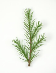 Fototapeta premium A simple arrangement featuring a single sprig of fir tree branches placed against a plain background