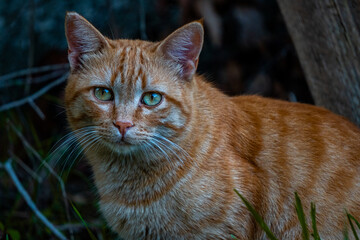 Gatto arancione