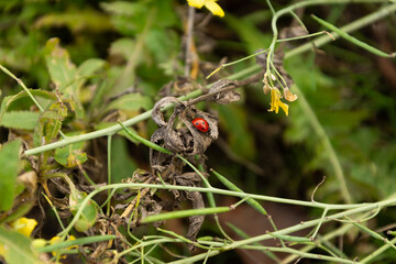 ladybug sitting on a dry plant