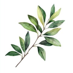 Handcrafted Olive Branches and Eucalyptus Leaves Watercolor Artwork. Rustic Floral Illustration on White Background