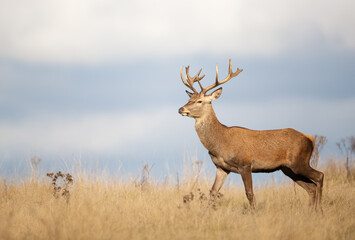 Young red deer stag walking in grass during the rut in autumn
