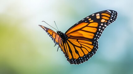 Naklejka premium butterfly isolated on white
