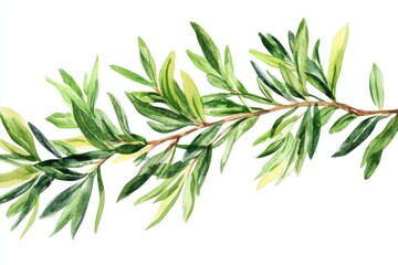 Fototapeta premium Organic Tea Tree isolated on White Background. Watercolor Illustration of Aromatic Herbal Plant with Medicinal Qualities