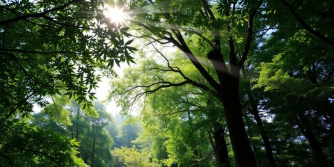 Obraz premium A serene forest with a lush green canopy and rays of sunlight filtering through the leaves, creating a peaceful and tranquil natural background, forest, outdoors