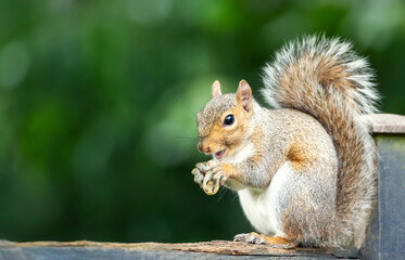 Portrait of a cute grey squirrel eating nuts on a garden fence